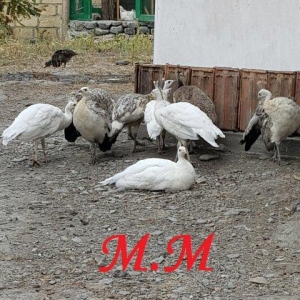 8 ayliq qara qanad tovuz quşlarıdır.Gördüyünüz kimin cox saqlam esil