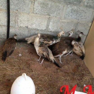 8 ayliq qara qanad tovuz quşlarıdır.Gördüyünüz kimin cox saqlam esil