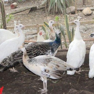 8 ayliq qara qanad tovuz quşlarıdır.Gördüyünüz kimin cox saqlam esil