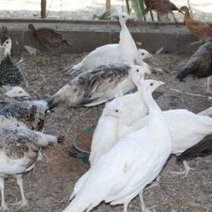 8 ayliq qara qanad tovuz quşlarıdır.Gördüyünüz kimin cox saqlam esil