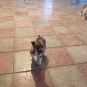 Labrador balası 1 ay 20 gün anası təmiz ( qəh