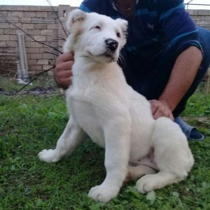 cins iter satlir hamsi satlir elave mellumat ucun şhatsapp ve ya tel 0