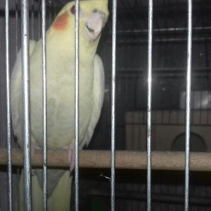 1 illik dişi korella 
cütde olmuyub aktiv ve sag