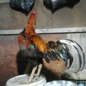 Heyratı xoruzu temiz ozbek sortu tam saglamdir.