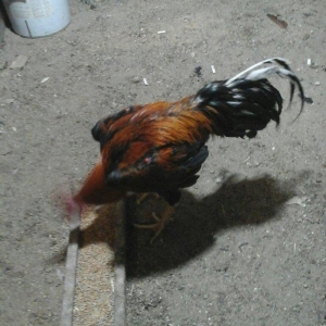 Heyratı xoruzu temiz ozbek sortu tam saglamdir.