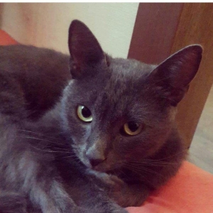 satilir 100 azn korat cinsidi sotland pisiyide dey