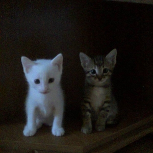 Продаются котята породы Ангора. Белые и тигровый, мальчик и