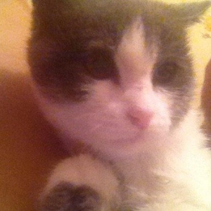 adi mimi ev pisiyidi 2 ay yarimligdi qadan el uclari qAra arxalar ise