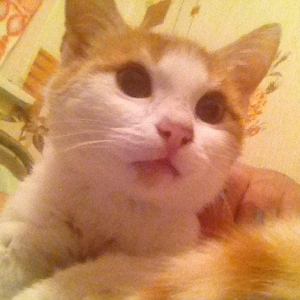 Adi qarfid,di 4 ayligdi ev pisiyidi qiymet razilasma yolu ile