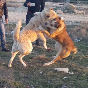 salam.ela meydan itidi adi basardi meydanlarda sozun demis itdi 5 yasi