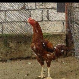 Heyrati xoruz. Doyuwken xoruzdu. Vehwidi.  Indoneziya sortudu.