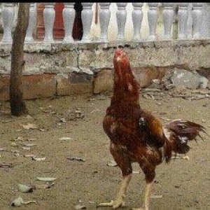 Heyrati xoruz. Doyuwken xoruzdu. Vehwidi.  Indoneziya sortudu.