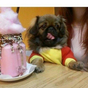 koralevski pekinesdi 5kq di 1 yawi var erkekdi pasportu var. ailevi pr