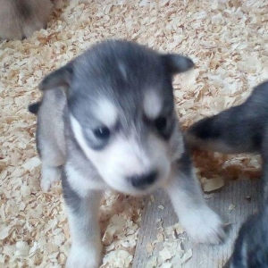 Щенки хаски от 250 до 700 манат