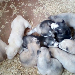 Щенки хаски от 250 до 700 манатовЕсть альбинос-(белая без пятин)