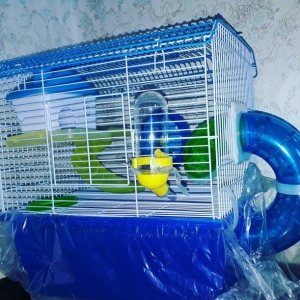 Sevimli Cunqarikler ucun  teze iri her bir aksesuarlari ile birlikde q