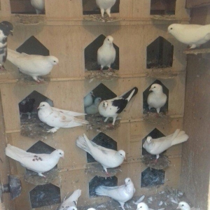 Bu quşlar təcili satilir quwbaz quşlardu 25 denedi quwxana qarwig sati