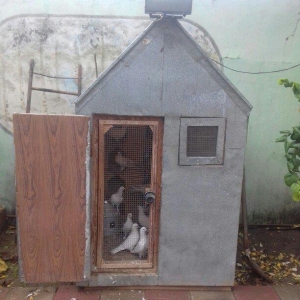 Bu quşlar təcili satilir quwbaz quşlardu 25 denedi quwxana qarwig sati