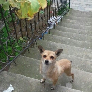 1 yaw 7 ayliqdi.2 dəfə bala verib.qiymət sondu 