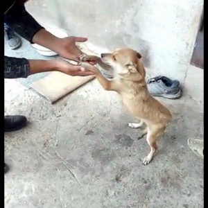 1 yaw 7 ayliqdi.2 dəfə bala verib.qiymət sondu 50 azn.