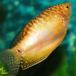 Qurami 5-6 sm sağlam balıqdı bundan ela çox  