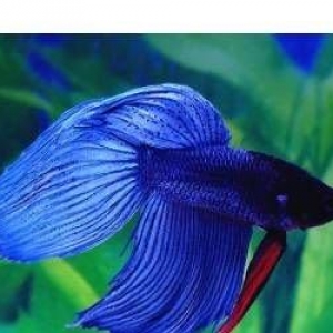 Betta (xoruz balığı) sağlam balıqdı bundan e