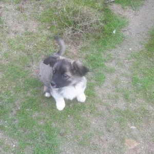 Cinsi disi hamisinin.4 ədəddir hamisi birlikde 2