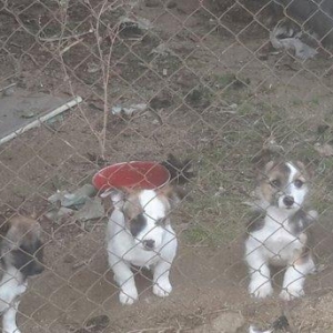 Cinsi disi hamisinin.4 ədəddir hamisi birlikde 200 ana verərəm