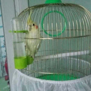 sultan qusu qefesi de bahalidi Bakidan kocuruk dey