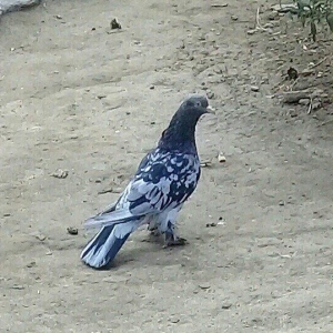 satilir 3 denedi ikisi erkey biri maya 16 17 quyruq