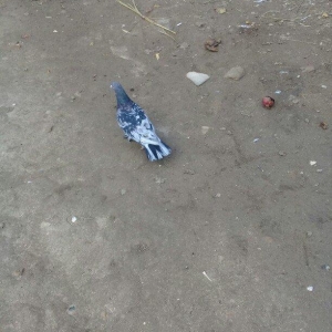 satilir 3 denedi ikisi erkey biri maya 16 17 quyruq