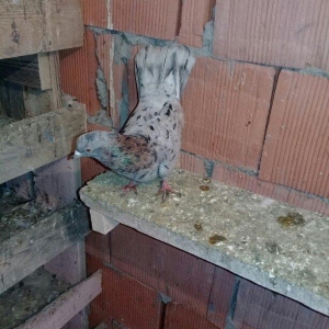 satilir 3 denedi ikisi erkey biri maya 16 17 quyruq