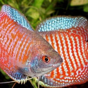 Lelus balığı çox gözel balıqdı 4-5 smdı bu