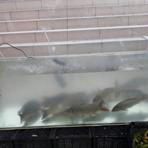 akvaryum 500 litirlik 1.50 santim uzunu 60 snt hun