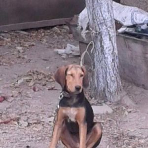 Körpe karpat gonçileri. Qiymetde razılaşmaq m�