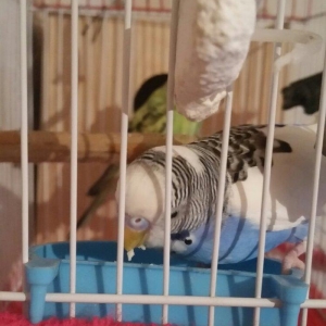 Tecili cox gozel renglerde hazir cavan cutluk satilir yuva hazirlayirl