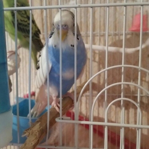 Tecili cox gozel renglere malik hazir qizqin cavan cutluk satilir yuva