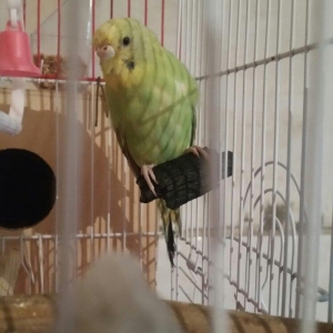 Tecili cox gozel renglere malik hazir qizqin cavan cutluk satilir yuva