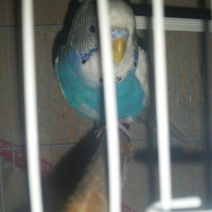 Tecili cox gozel renglerde hazir qizqin yuva hazirlayan cavan cutluk s