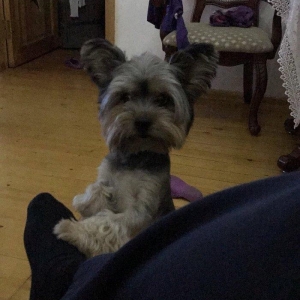 York terrier rosiyadan getirilib pasportu var butun peyvendleri vurulu