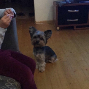 York terrier rosiyadan getirilib pasportu var butun peyvendleri vurulu
