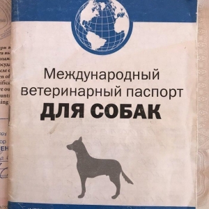 York terrier rosiyadan getirilib pasportu var butun peyvendleri vurulu