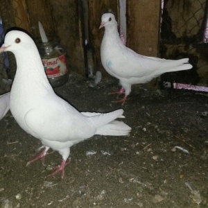 Tam sağlam uçan quslardi 6/7/8saat erkey 16tuk m