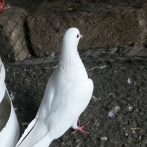 Tam sağlam uçan quslardi 6/7/8saat erkey 16tuk maya 14tuk lut ayaq boş