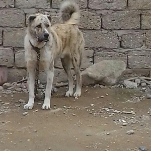 oz itimdir butun peyventleri vaxti vaxtinda vurulub cox gozel itdir mo