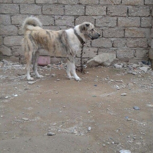 oz itimdir butun peyventleri vaxti vaxtinda vurulub cox gozel itdir mo