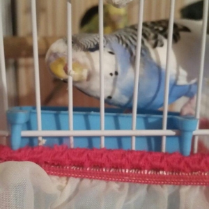 Tecili cox gozel renge malik  cavan cutluk satilir yuva hazirlayirlar