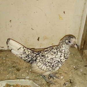 Sağlam Temiz Qan Gümüsü Zibrayit Feresi Satıram 6 Aylıqdı ünvan Bineqe