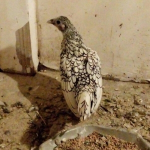 Sağlam Temiz Qan Gümüsü Zibrayit Feresi Satıram 6 Aylıqdı ünvan Bineqe