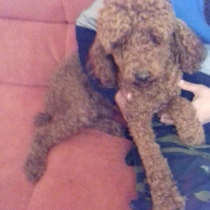 pudel satılır 1 yaşı var tam sağlamdI pasportu var bütün vaksinləri vu